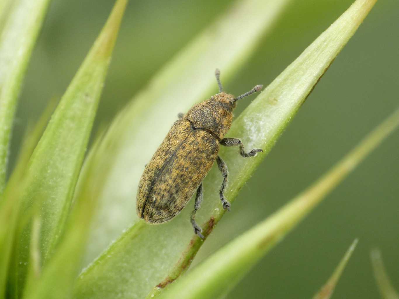 Rhynocillus conicus